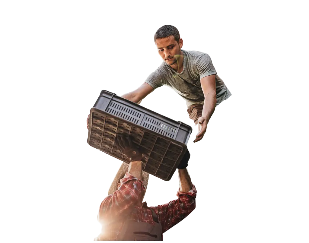 Farm worker handing a harvest crate down to another worker