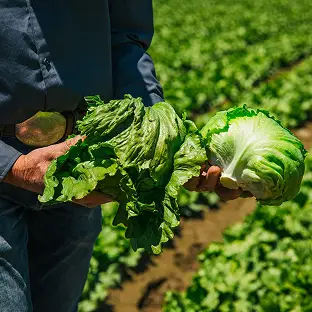 Hand holding a leafy green vegetable