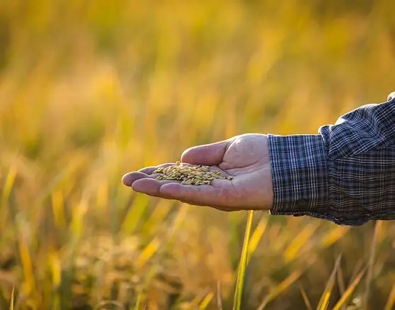 Hand holding grains of wheat in a golden field