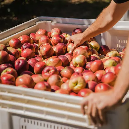 Bin of fresh red apples