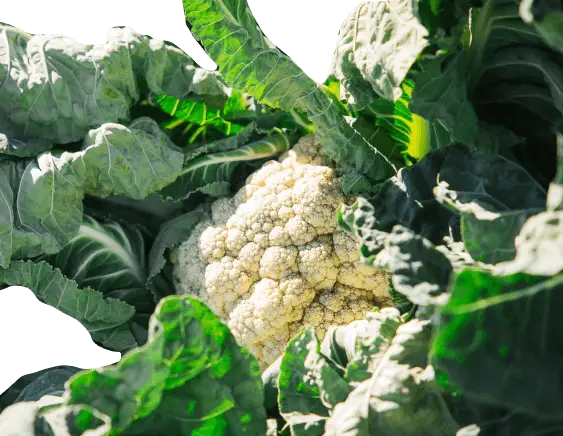Close-up of a cauliflower plant in a field