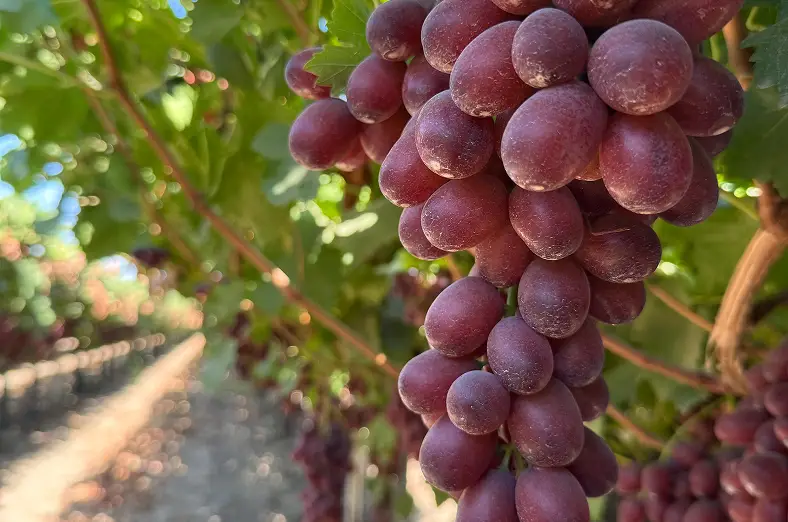 Bunch of grapes growing on the vine