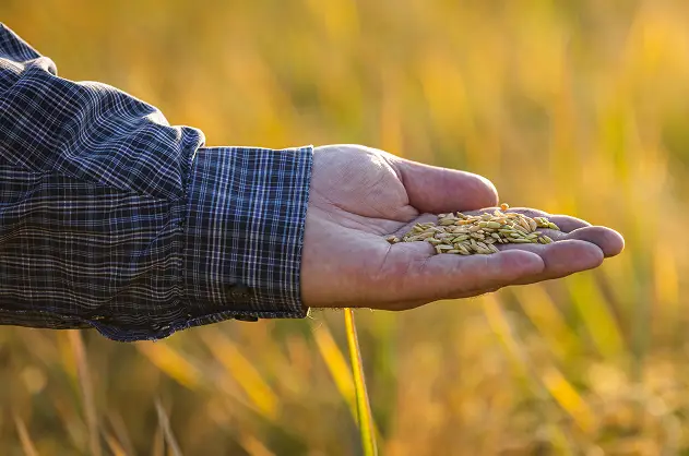 Hand holding grains of wheat